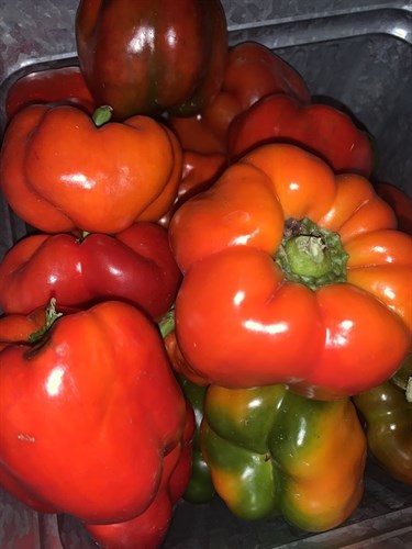 Pepper,  Red Bell