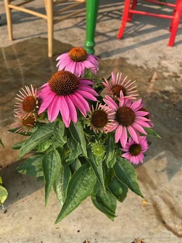 Flower, Cone Flower