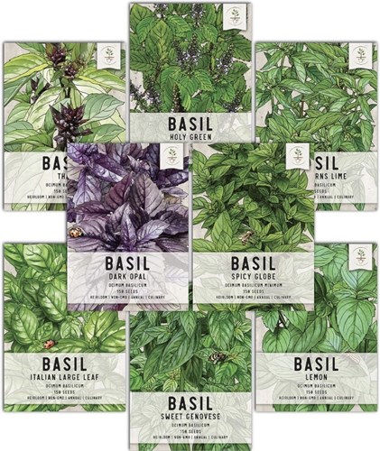 ******Herb, Fresh Basil by the Bundle