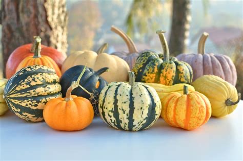 *****Squash, Winter Squash Mix