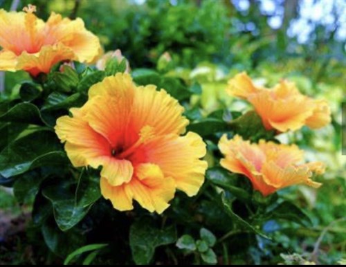 Flower, Hibiscus