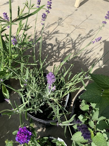 Flower, Lavender Lavandula x intermedia
