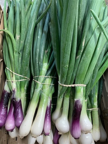 Onions, Summer variety