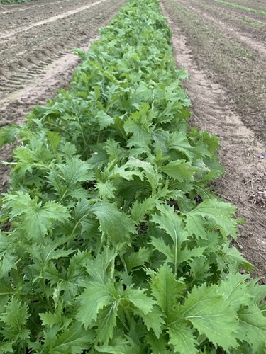 Lettuce, Mizuna (Asian) Lettuce