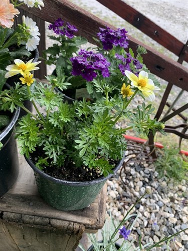 Flower, Bidens "Spicy Electric "