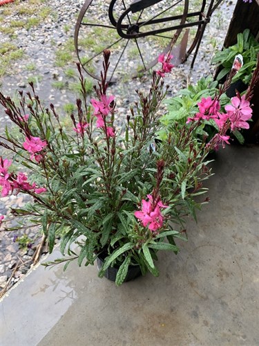 Flower, Gaura, Belleza Dark Pink