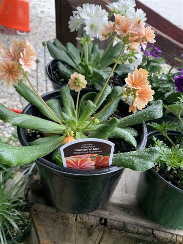 Flower, Lewisia