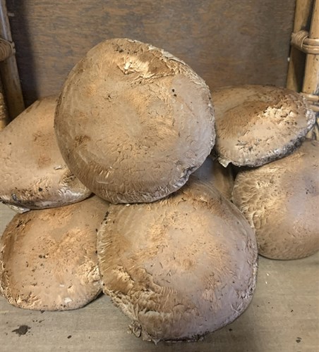 ***Rudy's Mushrooms, Portabella's