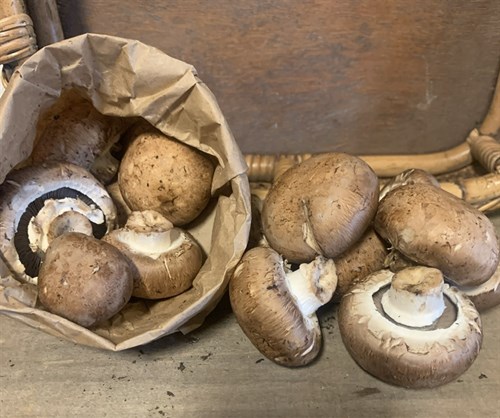 ***Rudy's Mushrooms, Shiitake