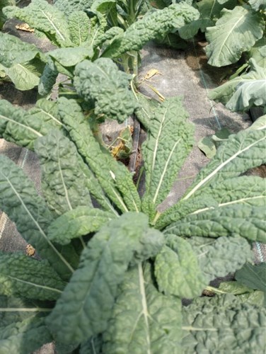 Tuscano Kale