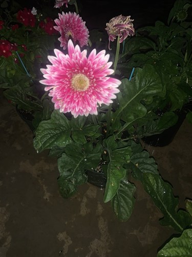 Flowers, Patio Zinnia's