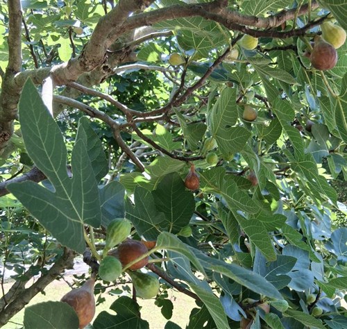 Figs