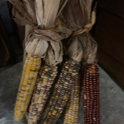 Corn, Indian