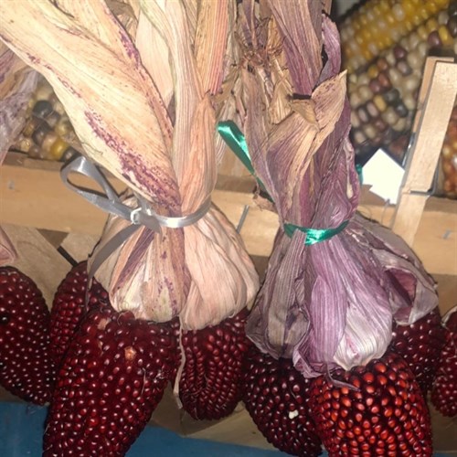 Corn, Indian, Strawberry (Specialty)