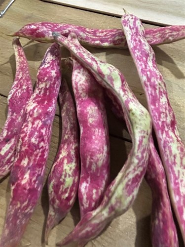 Bean, October Beans