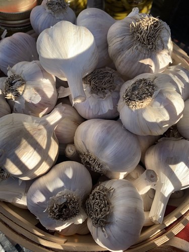*****Garlic, Glacier Valley Farm