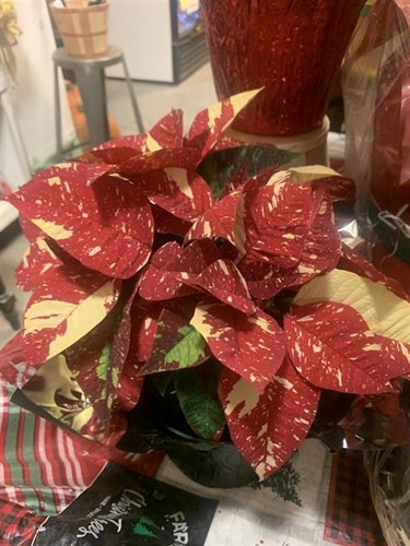 ****Poinsettia (specialty, variety)