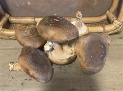 Rudy's Mushrooms, Shiitake