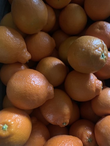 Fruit, Oranges/Tangelos/Minneola
