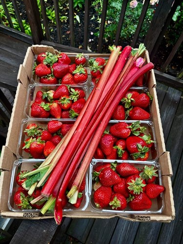 ****Rhubarb