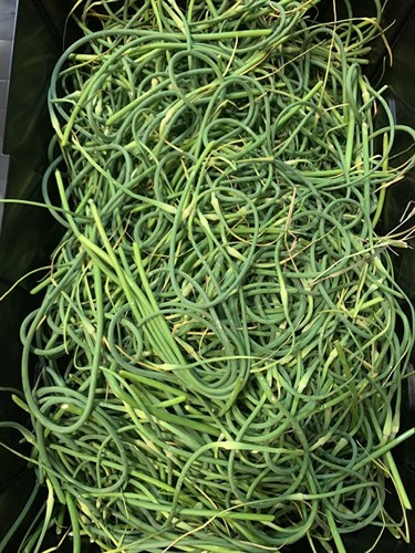 ****Fresh Garlic Scapes