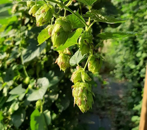 Hops