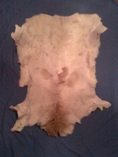 Sheep skin