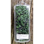 Red Acre Cabbage Microgreen