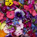 Assorted Edible Flowers